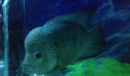 错将明珠作鱼目,揭秘误判背后的真相