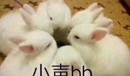 娱乐吃瓜酱兔子视频,揭秘娱乐圈幕后故事