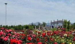 花开莱州,探寻山东莱州的花海魅力