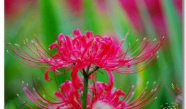 如花如荼,绽放的生命之韵